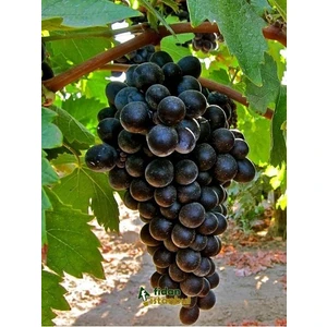 Ucuzluk Diyarı 1 Adet ( Antep Karası ) Üzüm Fidanı Tüplüdür 20-30 cm 1,5 Yaş