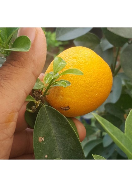 5 Yaş Aşılı Iri Kamkat Obovata Erkenci Kamkat Fidanı Torbada