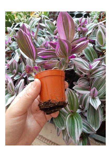 Armenbotanik Telgraf Çiçeği Fidanı Tradescantia Zebrina Fidan