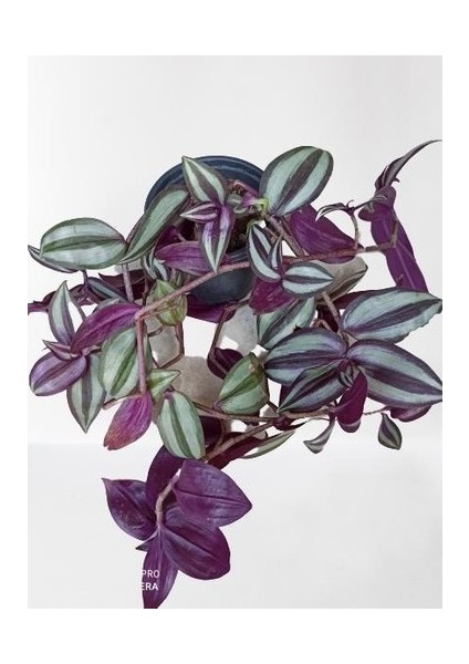 Armenbotanik Telgraf Çiçeği Fidanı Tradescantia Zebrina Fidan