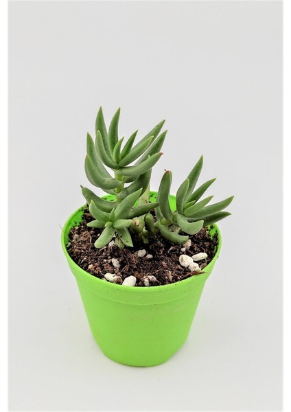 Crassula Tetragona 5.5 cm Saksıda