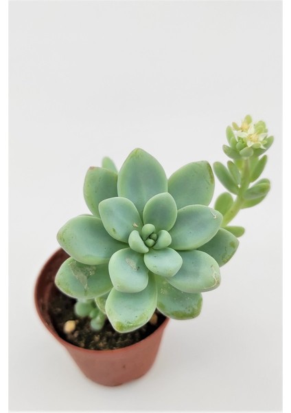 Sedum Clavatum Sukulent 5.5 cm Saksıda