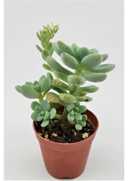 Sedum Clavatum Sukulent 5.5 cm Saksıda