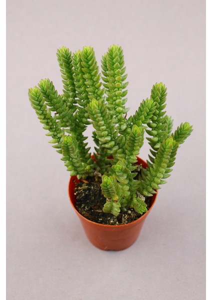 Crassula Mucosa Sukulent 5.5 cm Saksıda