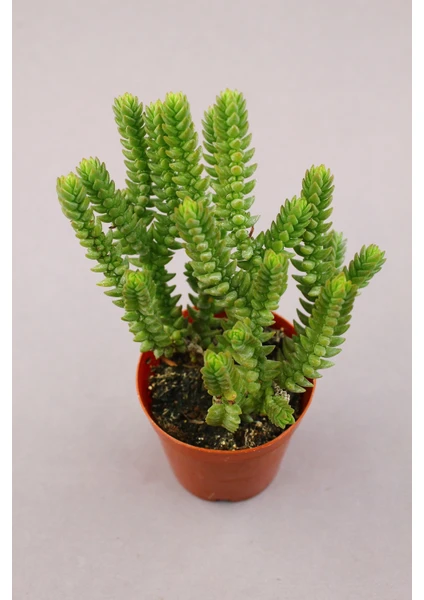 Kaktüs Kent Crassula Mucosa Sukulent 5.5 cm Saksıda