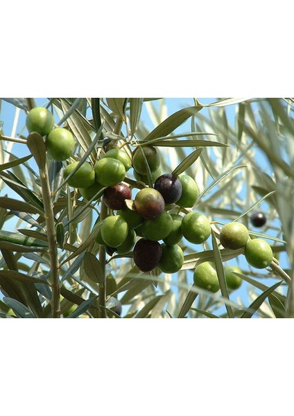 1 Adet Edremit Zeytin Fidanı Tüplüdür