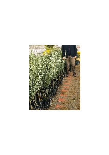 1 Adet Edremit Zeytin Fidanı Tüplüdür fiyatları