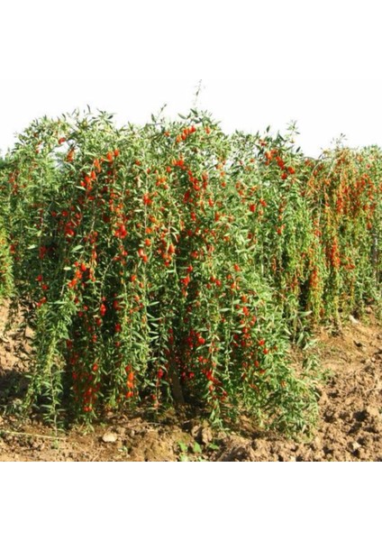 3 Adet Goji Berry Fidanı ( Nq1 ) Saksıdadır