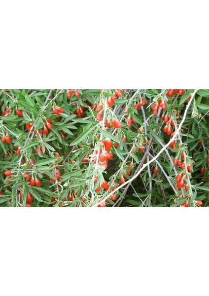 10 Adet Goji Berry Fidanı ( Nq1 ) Saksıdadır