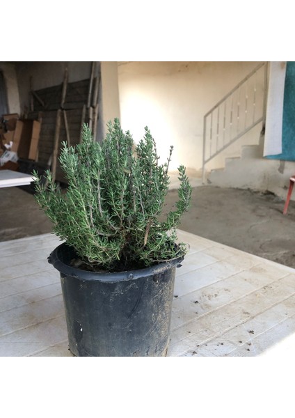 1 Adet Kekik Fidanı Tüplüdür 30 40 cm