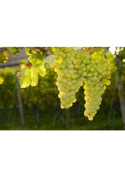 1 Adet ( Emir ) Üzüm Fidanı Tüplüdür 20-30 cm 1,5 Yaş