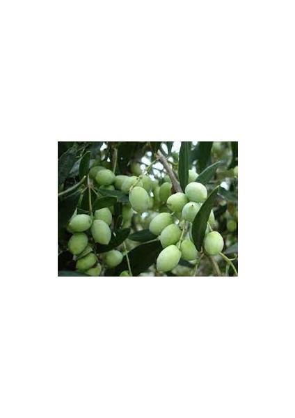 1 Adet ( Çakır ) Zeytin Fidanı Tüplüdür 1,5 Yaş 80-90 cm