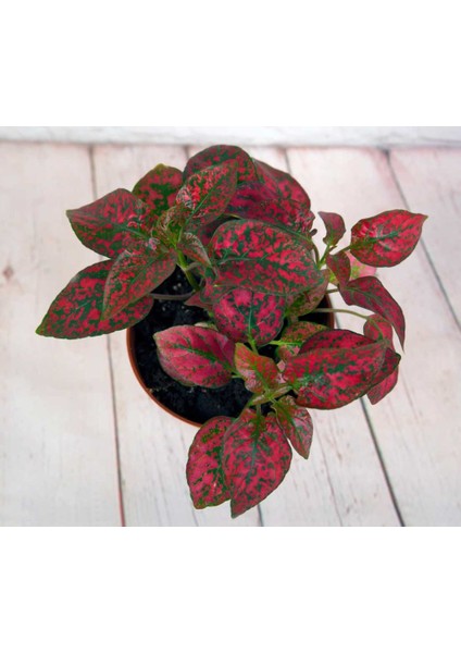 1 Adet Hostes ( Hypostes ) Çiçeği Fidanı Tüplüdür fiyatları