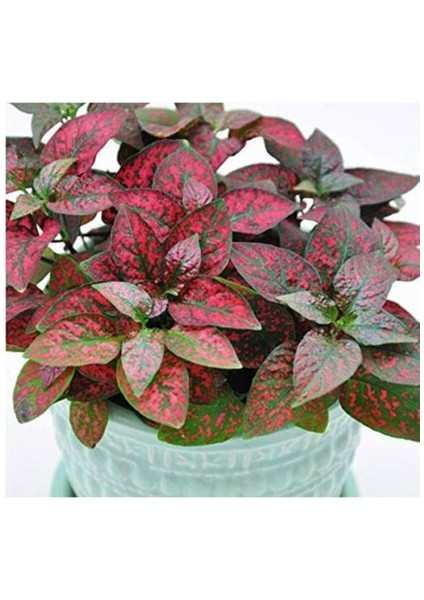 1 Adet Hostes ( Hypostes ) Çiçeği Fidanı Tüplüdür modelleri