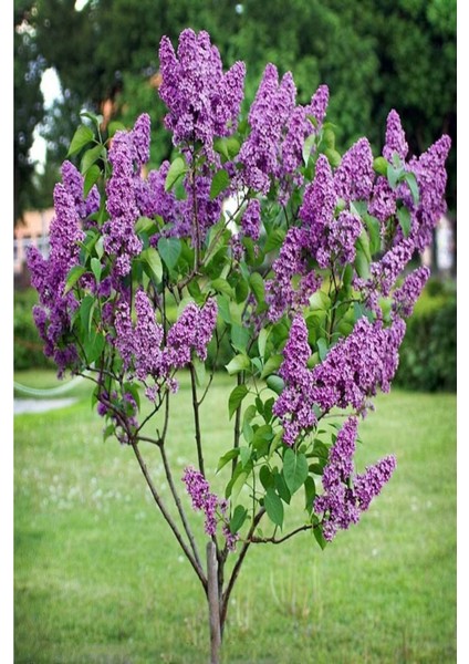 1 Adet ( Çiçek Açan Leylak ) Fidanı Tüplüdür 50-60 cm Dir