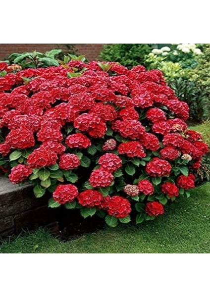 1 Adet ( Kırmızı ) Ortanca Fidanı Tüplüdür 30 40 cm