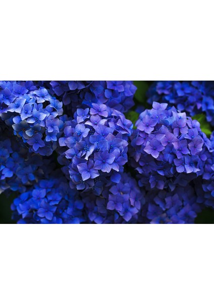 1 Adet ( Mavi ) Ortanca Fidanı Tüplüdür 30 40 cm