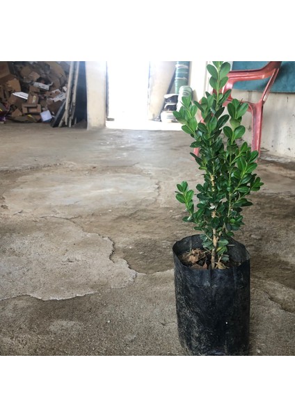 1 Adet ( Şimşir ) Fidanı Tüplüdür 30 40 cm