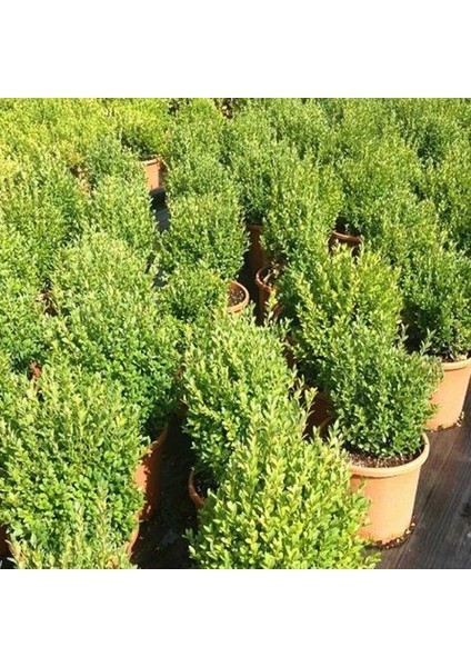 1 Adet ( Şimşir ) Fidanı Tüplüdür 30 40 cm
