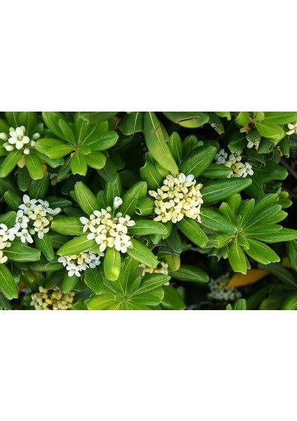 1 Adet Pittosporum ( Yıldız Çalısı ) Fidanı Tüplüdür 1,5 Yaş