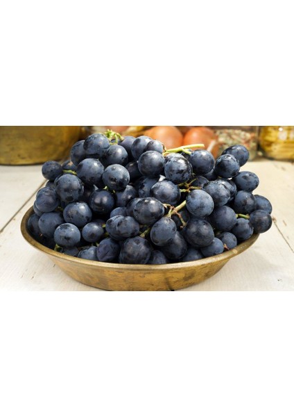 1 Adet ( Dimrit ) Üzüm Fidanı Tüplüdür 20-30 cm 1,5 Yaş