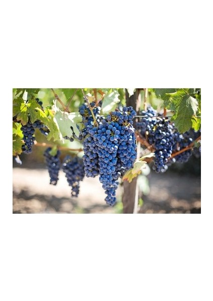 1 Adet ( Tırakya Ilkeren ) Üzüm Fidanı Tüplüdür 20-30 cm 1,5 Yaş