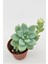 Sedum Clavatum Sukulent 5.5 cm Saksıda 1