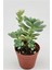 Sedum Clavatum Sukulent 5.5 cm Saksıda 2