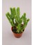 Crassula Mucosa Sukulent 5.5 cm Saksıda 1