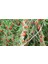 10 Adet Goji Berry Fidanı ( Nq7 ) Saksıdadır 2