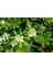 1 Adet Pittosporum ( Yıldız Çalısı ) Fidanı Tüplüdür 1,5 Yaş 1