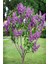 1 Adet ( Çiçek Açan Leylak ) Fidanı Tüplüdür 50-60 cm Dir 1
