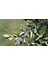 1 Adet ( Çelebi ) Zeytin Fidanı Tüplüdür 1,5 Yaş 80-90 cm 1