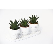 Haworthia Trio Hediyelik Set - 3'lü Limifolia