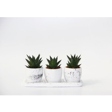 Haworthia Trio Hediyelik Set - 3'lü Limifolia