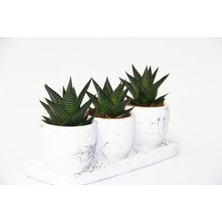 Haworthia Trio Hediyelik Set - 3'lü Limifolia