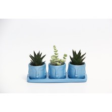 Trio Mavi Adler Sukulent Seti - Haworthia Limifolia, Crassula Per