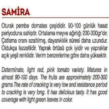 Agrodal Tarım Ata Tohumu Yerli Pembe Domates Samira 100 Adet Tohum