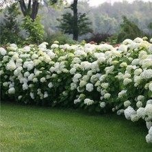 Lala Ahmet Botanik Çınar Kartopu Çiçeği Viburnum Opulus