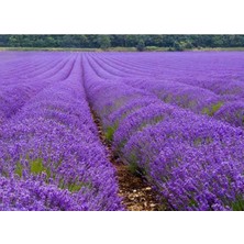 Lala Ahmet Botanik 5'li Lavanta Fidanı Lavandula Officinalis