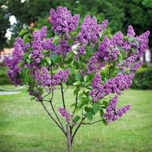 Lala Ahmet Botanik Leylak Fidanı 50 60 cm Syringa Vulgaris