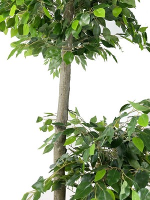 Nettenevime Yapay Ağaç 2 Katlı Benjamin Siyah Plastik Saksıda 190 cm 1.kalite Yapay Çiçek Dekoru