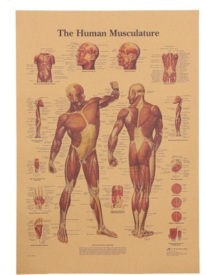 Caph Design Insan Vücudu Kas Sistemi Vintage Kraft Poster - 35X50CM -
