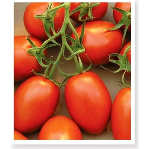 Agrodal Tarım Ata Tohumu Yerli Doğal Bursa Domatesi 100 Adet Tohum