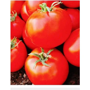 Agrodal Tarım Doğal Standart Sofralık SC-2121 Domates 100 Adet Tohum