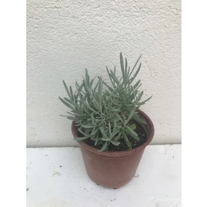 saksılı Yoğun Kokulu Aromatik Lavanta Fidanı