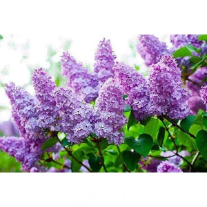 Lala Ahmet Botanik Leylak Fidanı 50 60 cm Syringa Vulgaris