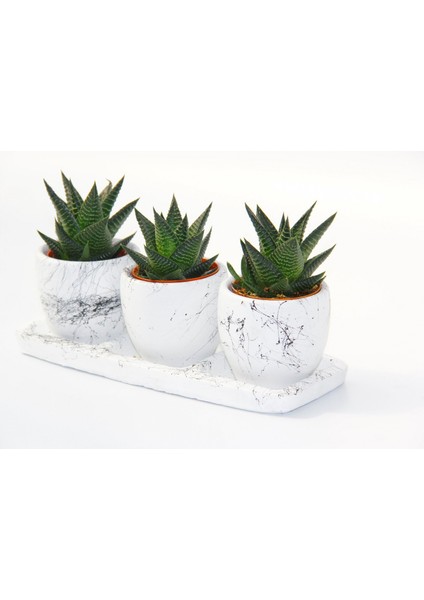 Haworthia Trio Hediyelik Set - 3'lü Limifolia