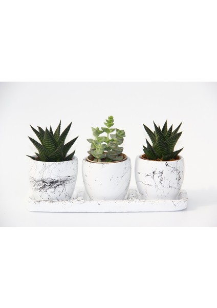 Trio Beyaz Sukulent Seti - Haworthia, Crassula Perforata