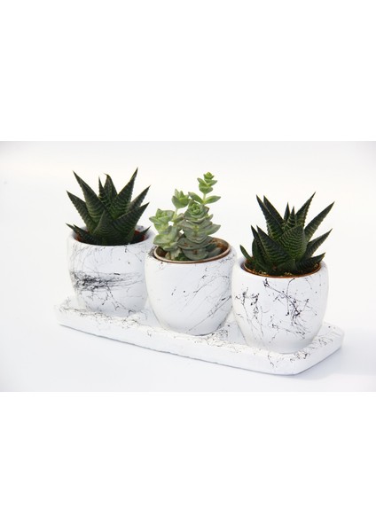 Trio Beyaz Sukulent Seti - Haworthia, Crassula Perforata